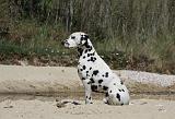 DALMATIEN 297